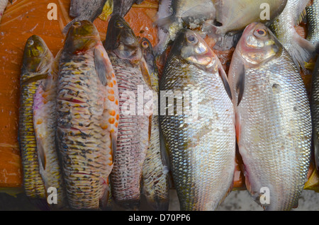 Pesci di acqua dolce in vendita su un mercato a Iquitos, Amazzonia peruviana Foto Stock