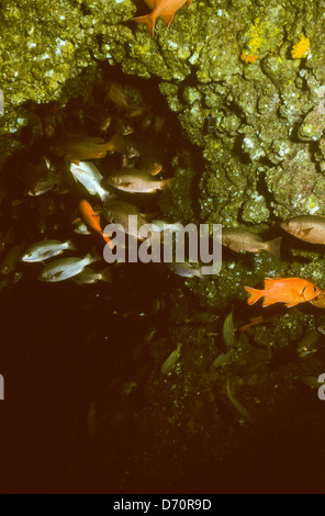 Scuba Diving,Cocos Island luglio-1998 digitale subacquea conversioni diapositive,Cocos Island,Isla de Cocos,Costa Rica,l'America centrale Foto Stock