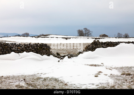 Yorkshire Dales nella neve iconico muri in pietra e montanti Foto Stock