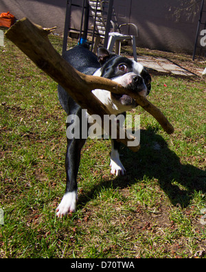 Un bel bianco e nero bulldog francese la riproduzione Foto Stock