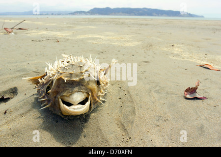 Pufferfish morto su una spiaggia sulla costa del Pacifico in Ecuador Foto Stock