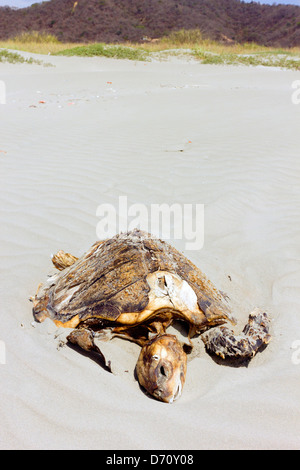 Dead tartaruga caretta su una spiaggia sulla costa del Pacifico in Ecuador. Foto Stock