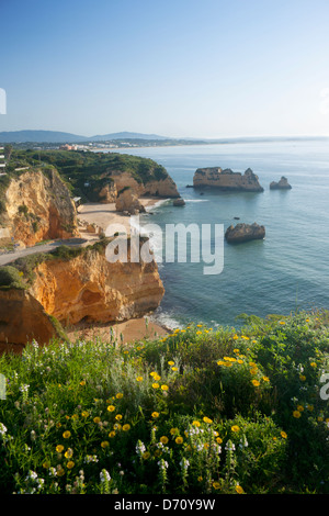 Praia Dona Ana beach con spettacolari formazioni rocciose con fiori di primavera in primo piano all'alba vicino a Lagos Algarve Portogallo Foto Stock