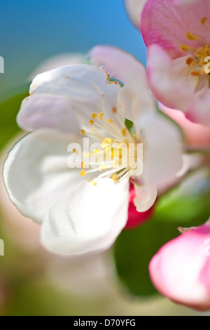 La molla apple blossom Foto Stock