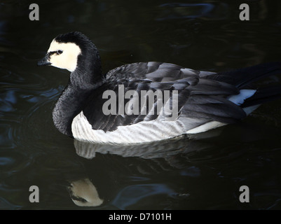 Dettagliato di close-up di un Barnacle Goose (Branta leucopsis) Foto Stock