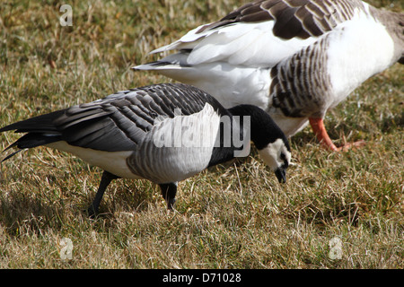 Dettagliato di close-up di un Barnacle Goose (Branta leucopsis) Foto Stock