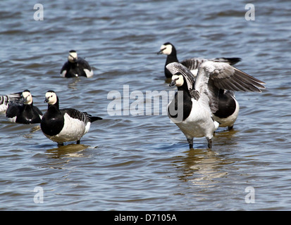 Barnacle Goose (Branta leucopsis) sbattimento ali Foto Stock