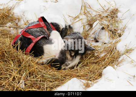 Uno Sled Dog dorme in corrispondenza del diavolo via checkpoint durante il John Beargrease Sled Dog Maratona il 12 marzo 2013. Foto Stock