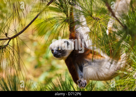 Coquerel il sifaka (Propithecus coquereli) nella foresta del Madagascar Foto Stock