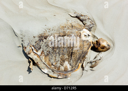 Dead tartaruga caretta su una spiaggia sulla costa del Pacifico in Ecuador. Foto Stock