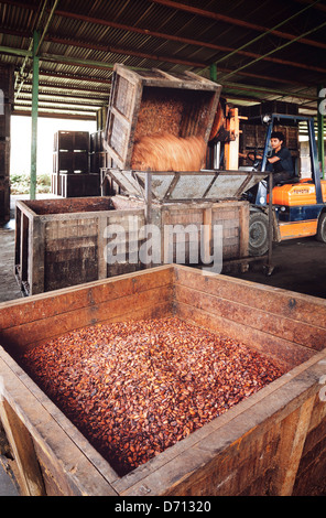 Trasformazione di cacao (Theobroma cacao) Fagioli, Malaysia orientale Foto Stock
