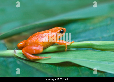 Golden mantella (rana Mantella auriantiaca), Madagascar Foto Stock