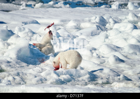 #10 in una serie di immagini di una madre orso polare, Ursus maritimus, stalking una guarnizione per sfamare la sua twin Cubs, Svalbard, Norvegia. Ricerca 'PBHunt' per tutti. Foto Stock