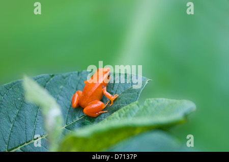 Golden mantella (rana Mantella auriantiaca), Madagascar Foto Stock