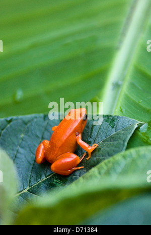 Golden mantella (rana Mantella auriantiaca), Madagascar Foto Stock