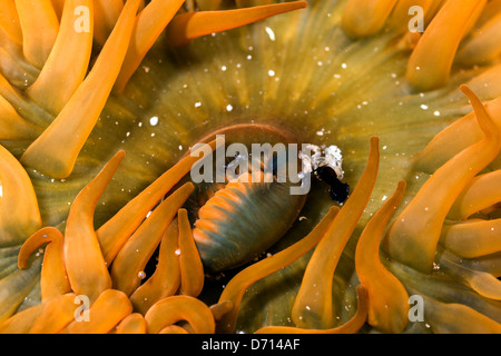 Una chiusura dettaglio fotografia di un arancione beadlet anemone in un rock pool. Foto Stock