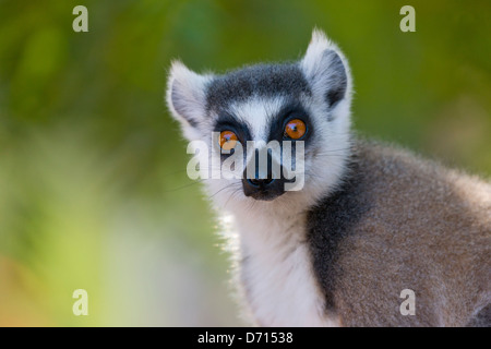 Anello lemure codato (Lemur catta), Berenty Parco nazionale del Madagascar Foto Stock
