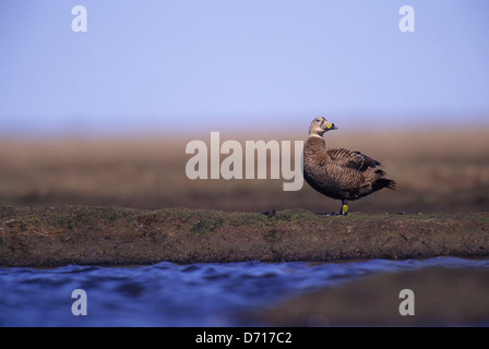 Stati Uniti d'America, Alaska Yukon Delta, Hock Slough zona di campeggio, Spectacled Eider anatre, femmina (Tagged) Foto Stock