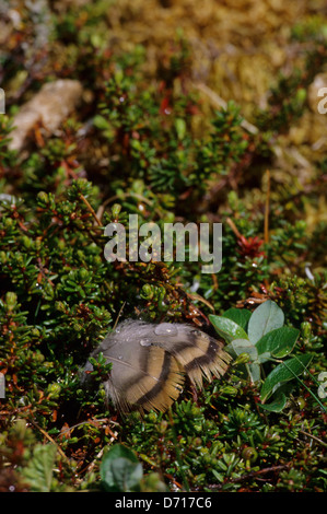 Stati Uniti d'America, Alaska Yukon Delta, Kigigak Isola, Spectacled Eider Duck piume nella tundra Foto Stock