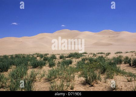 Mongolia, deserto dei Gobi, vicino Dalanzadgad, Khongoryn Els (dune di sabbia), la vegetazione Foto Stock