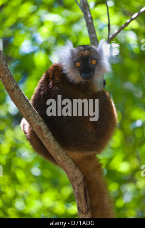 Femmina lemure nero (il Eulemur macaco) con capelli castani, Nosy Be, Madagascar Foto Stock