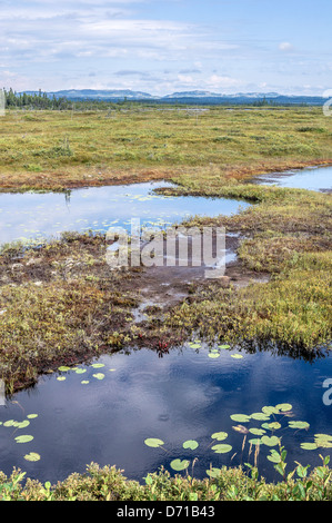 Estate tundra paesaggio nel nord del Québec Foto Stock