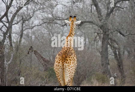 Le giraffe nella foresta, Sud Africa Foto Stock