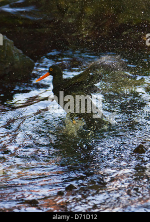 Nero Africa Oystercatcher, Cape Town, Sud Africa Foto Stock