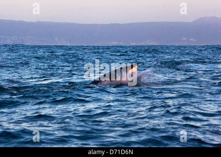 Il grande squalo bianco violare False Bay, Sud Afirca Foto Stock