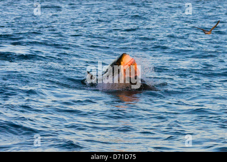 Il grande squalo bianco violazione dopo che la guarnizione, False Bay, Sud Africa Foto Stock