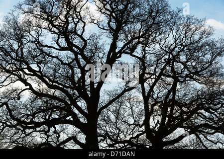 Oak tree silhouette in inverno abstract Foto Stock