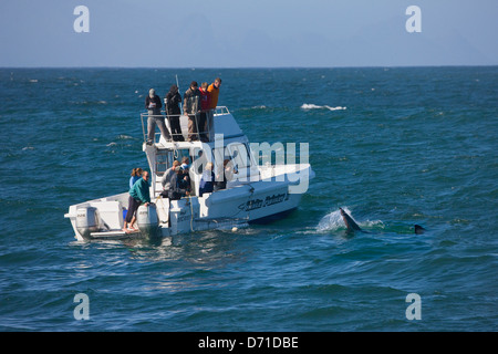 Imbarcazione turistica guardando il grande squalo bianco, False Bay, Sud Africa Foto Stock