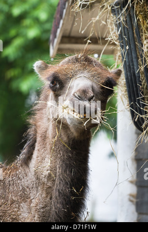 Funny Face cammello in zoo di mangiare il fieno Foto Stock