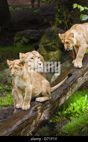 Asian lions o Panthera leo persica - femmina lion con due giovani adulti in un giorno di pioggia Foto Stock
