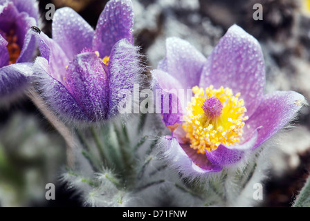 Rugiadoso viola Pulsatilla slavica nella primavera del prato. Foto Stock