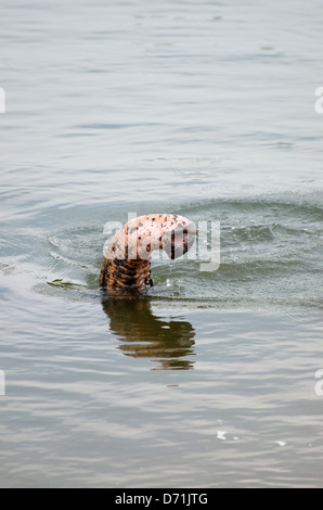 Elefante asiatico,Elephas maximus,lavaggio,tronco,close up,Madhya Pradesh, India Foto Stock