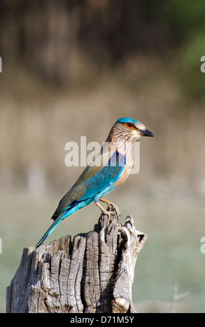 Rullo indiano,coracias benghalensis,seduto sulla parte superiore del moncone, Madhya Pradesh, India Foto Stock