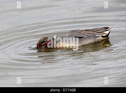 Maschio maturo Eurasian o comune (Teal Anas crecca) nuoto e foraggio in acque costiere Foto Stock