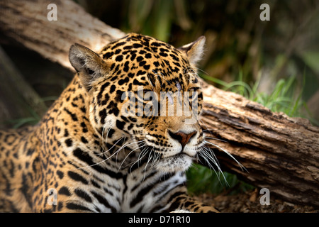 Jaguar Foto Stock