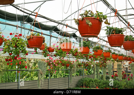 Plantation House con fiori colorati a Cipro. Foto Stock