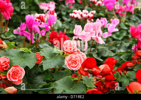 Plantation House con fiori colorati a Cipro. Foto Stock