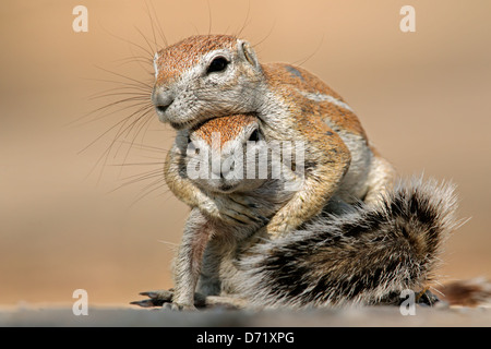 Due gli scoiattoli di terra (Xerus inaurus) giocando, deserto Kalahari, Sud Africa Foto Stock