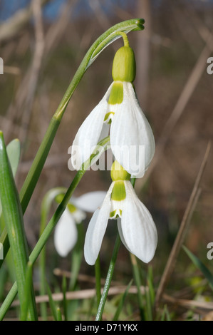 Galanthus o Snowdrop (Galanthus elwesii) regione di Odessa, Ucraina Foto Stock