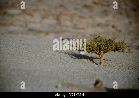 Un piccolo impianto nel deserto, Egitto Foto Stock