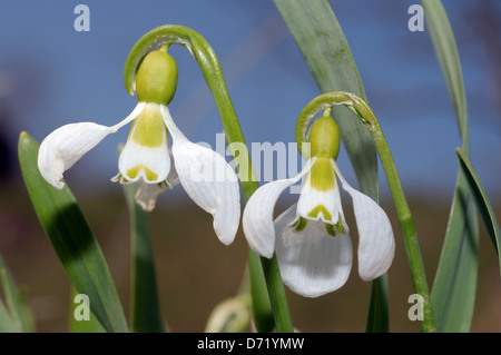 Galanthus o Snowdrop (Galanthus elwesii) regione di Odessa, Ucraina Foto Stock