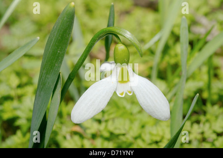 Galanthus o Snowdrop (Galanthus elwesii) regione di Odessa, Ucraina Foto Stock