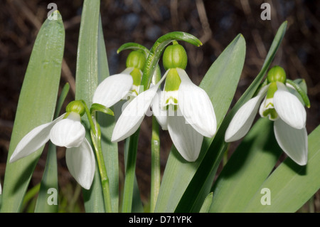 Galanthus o Snowdrop (Galanthus elwesii) regione di Odessa, Ucraina Foto Stock