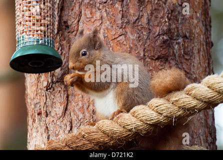 Red scoiattolo (Sciurus vulgaris) Foto Stock