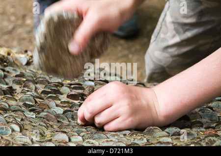 Un bambino martellare una moneta nella money tree nel bosco in prossimità di Aira Force nel distretto del lago, Cumbria, Inghilterra. Foto Stock