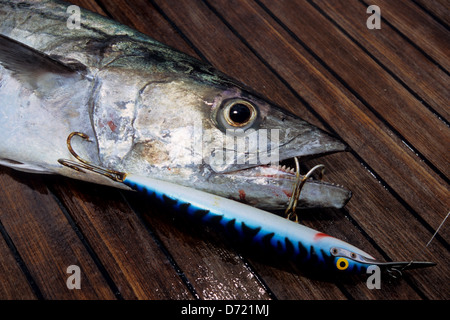 Sgombro King (scomberomorus cavalla) catturati su una spina di trolling lure vicino a Port aransas texas Foto Stock